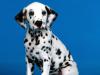 See Spot Sit